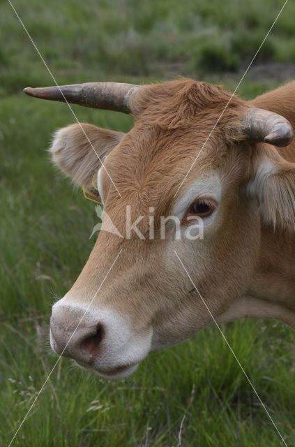 Limousin koe (Bos domesticus)