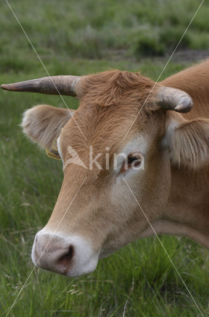 Limousin koe (Bos domesticus)