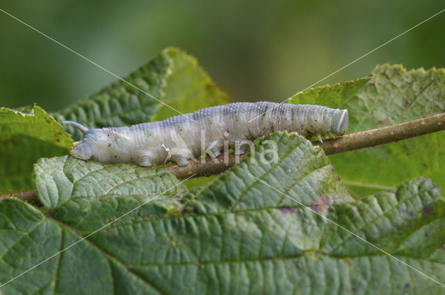 Lime Hawk-moth (Mimas tiliae)