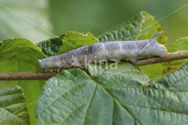 Lime Hawk-moth (Mimas tiliae)