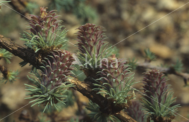 Larch (Larix)