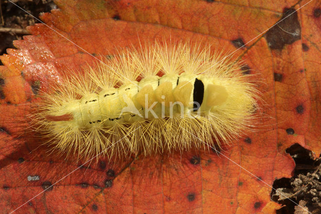 Pale Tussock (Calliteara pudibunda)