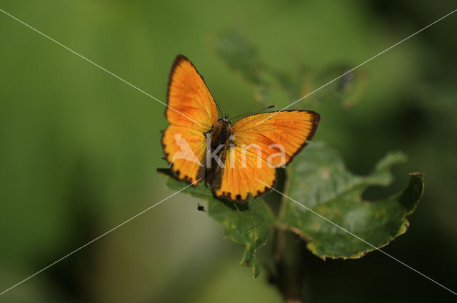 Morgenrood (Lycaena virgaureae)