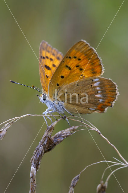 Scarce Copper (Lycaena virgaureae)