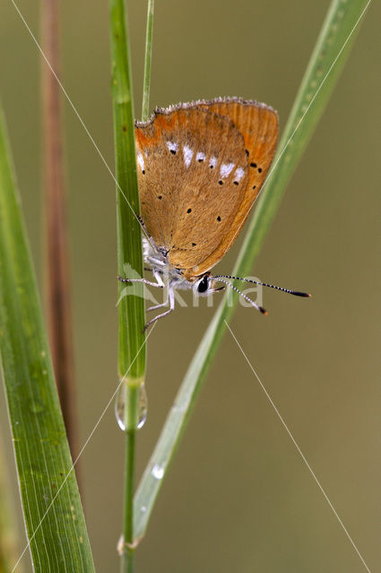 Scarce Copper (Lycaena virgaureae)