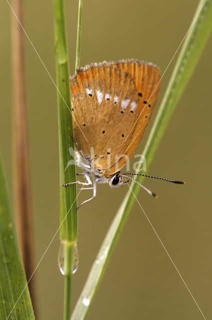 Scarce Copper (Lycaena virgaureae)