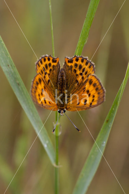 Morgenrood (Lycaena virgaureae)