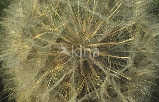 Goatsbeard (Tragopogon pratensis)