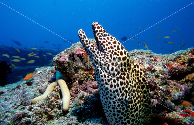 Black-spotted Moray