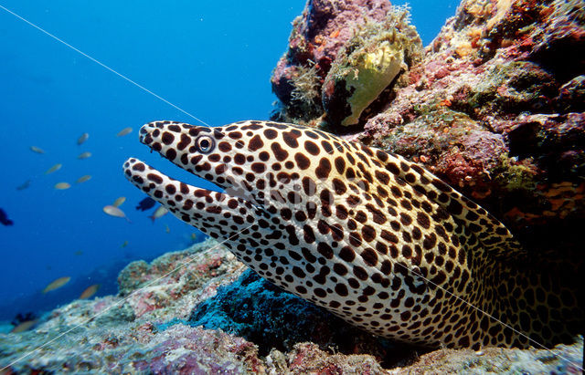 Black-spotted Moray