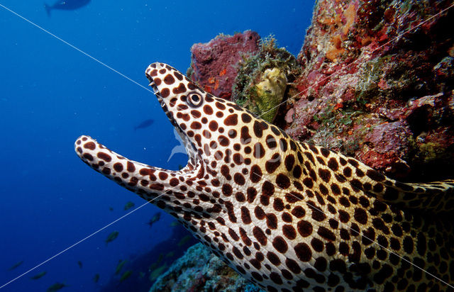 Black-spotted Moray