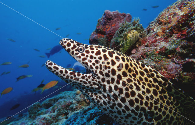 Black-spotted Moray