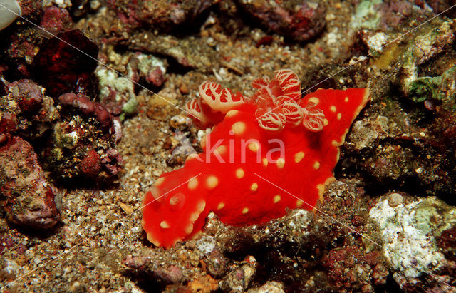 Naaktslak (Gymnodoris aurita)