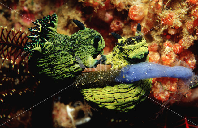 Neon Slug (Tambja sp.)