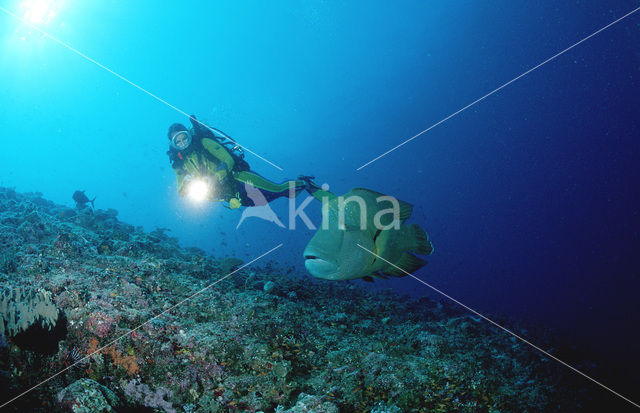 Humpback wrasse