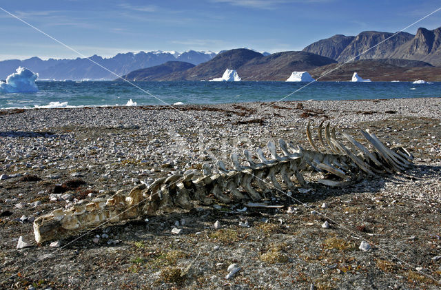 Narwhal (Monodon monoceros)