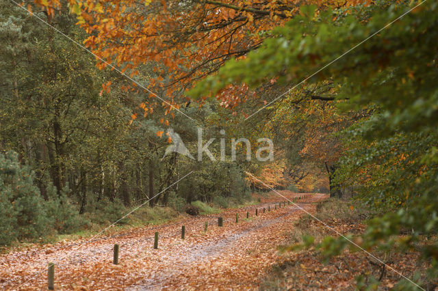 National Park Sallandse Heuvelrug