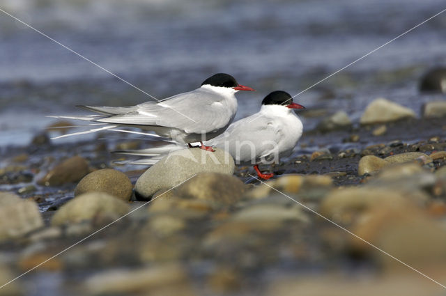 Arctic Tern (Sterna paradisaea)