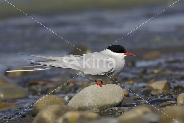 Arctic Tern (Sterna paradisaea)