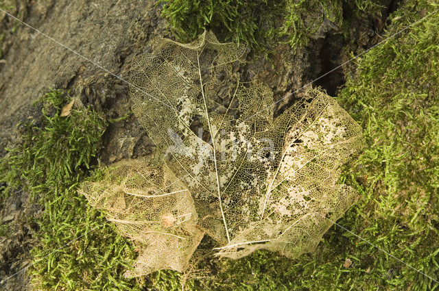 Norway Maple (Acer platanoides)