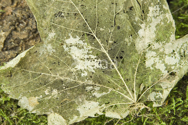 Norway Maple (Acer platanoides)