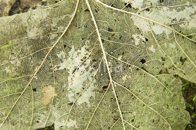 Norway Maple (Acer platanoides)