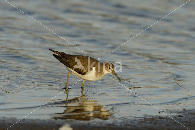 Common Sandpiper (Actitis hypoleucos)