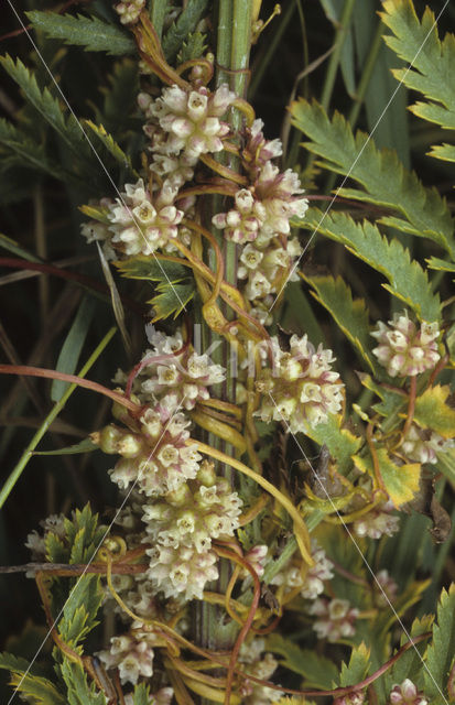 Gronovius’ Dodder (Cuscuta gronovii)