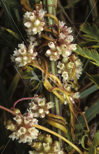 Oeverwarkruid (Cuscuta gronovii)