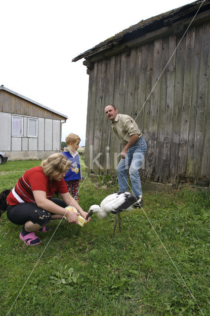 White Stork (Ciconia ciconia)