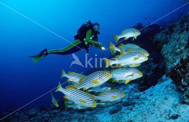 Indian Ocean oriental sweetlips (Plectorhinchus vittatus)