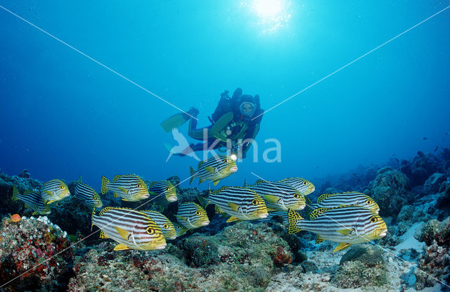 Indian Ocean oriental sweetlips (Plectorhinchus vittatus)