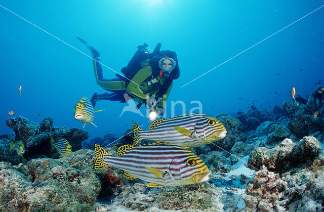 Oosterse diklipvis (Plectorhinchus vittatus)