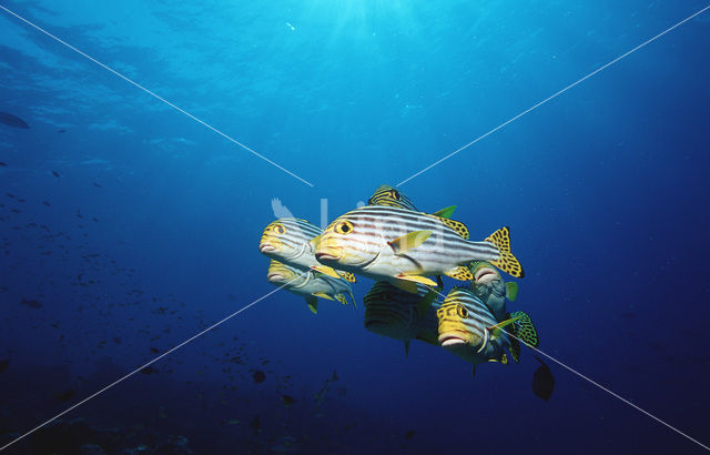 Indian Ocean oriental sweetlips (Plectorhinchus vittatus)