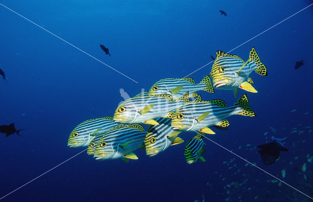 Indian Ocean oriental sweetlips (Plectorhinchus vittatus)