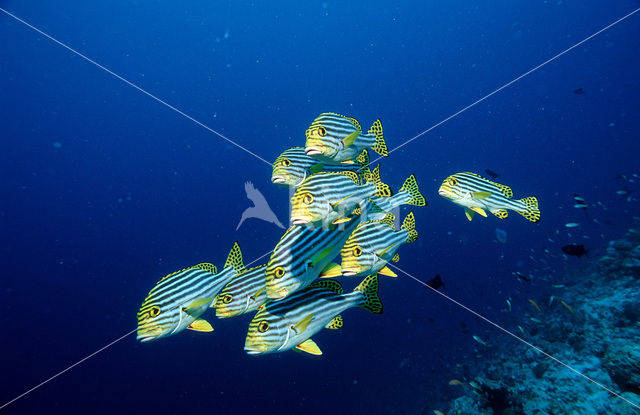 Indian Ocean oriental sweetlips (Plectorhinchus vittatus)