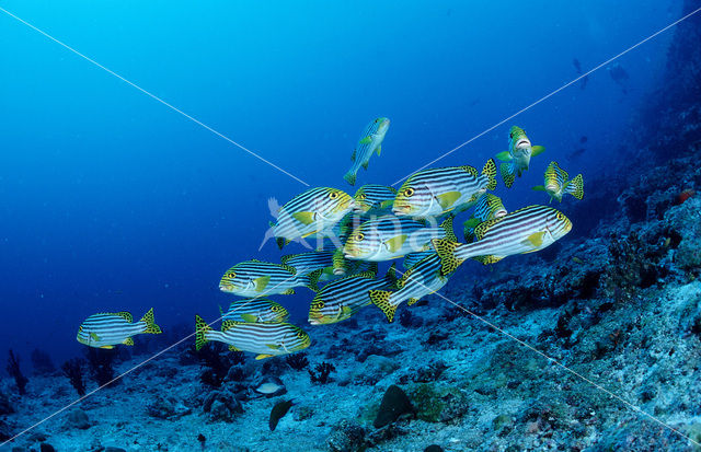 Oosterse diklipvis (Plectorhinchus vittatus)