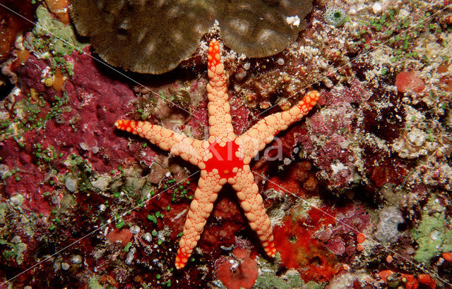 Oranje Zeester (Fromia monilis)