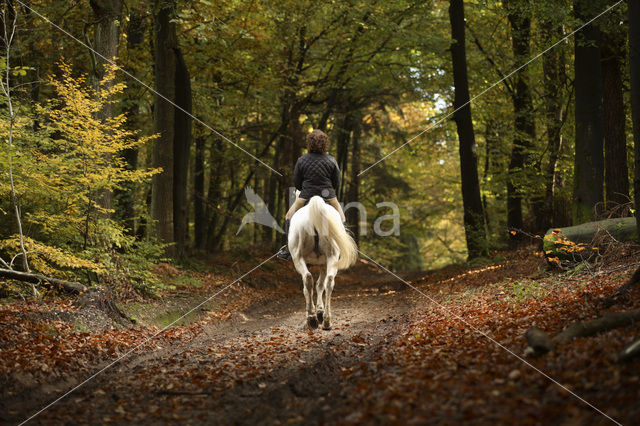 Horse (Equus spp)