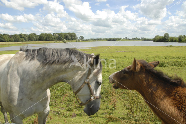 Horse (Equus spp)