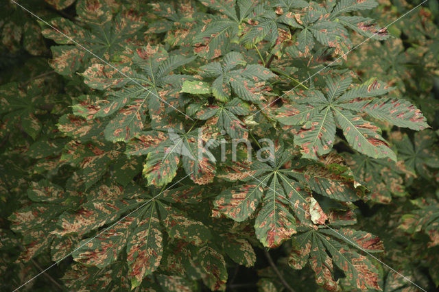 Horse-chestnut (Aesculus hippocastanum)