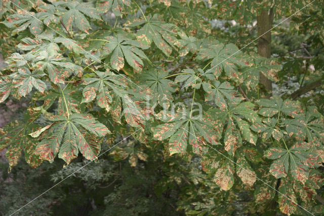 Horse-chestnut (Aesculus hippocastanum)