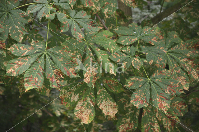 Horse-chestnut (Aesculus hippocastanum)