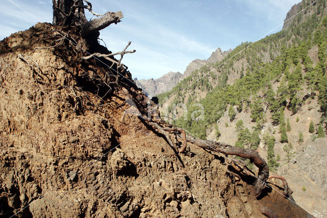 Parque Nacional de la Caldera de Taburiente