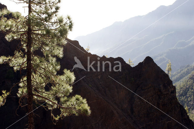 Parque Nacional de la Caldera de Taburiente