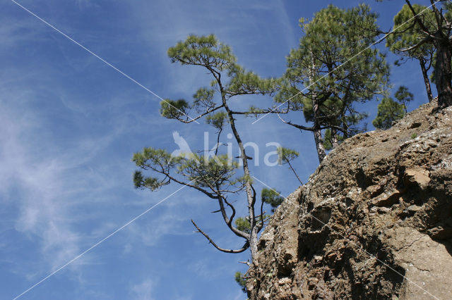 Canary Island pine (Pinus canariensis)