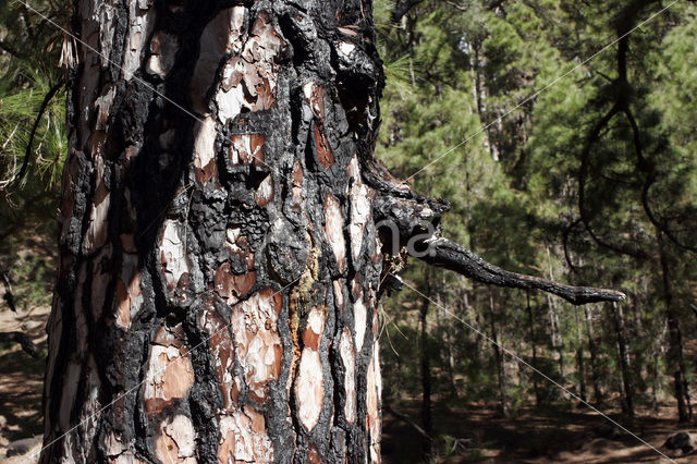 Canary Island pine (Pinus canariensis)