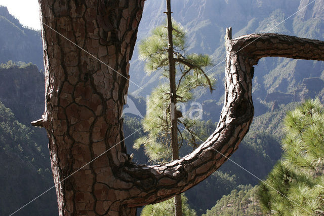 Canary Island pine (Pinus canariensis)