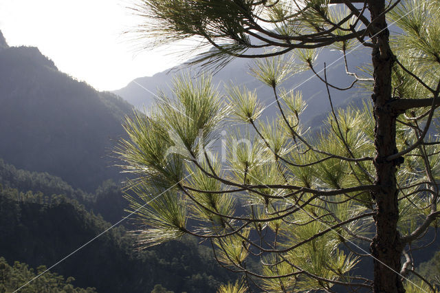 Canary Island pine (Pinus canariensis)