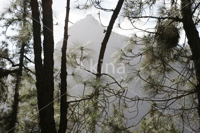 Canary Island pine (Pinus canariensis)